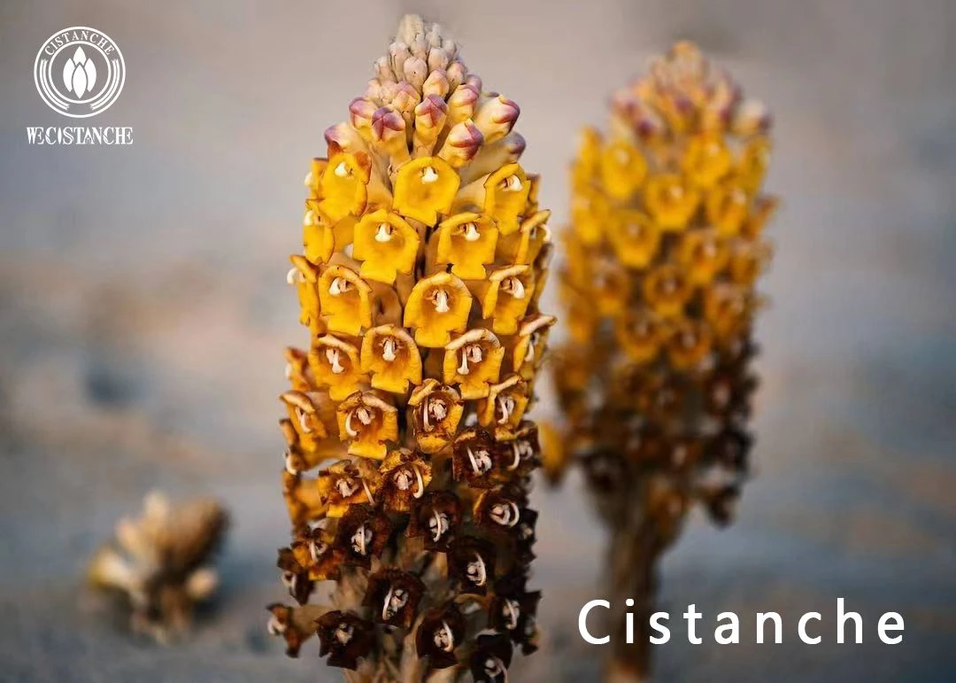 Cistanche tubulosa Cistanche tubulosa