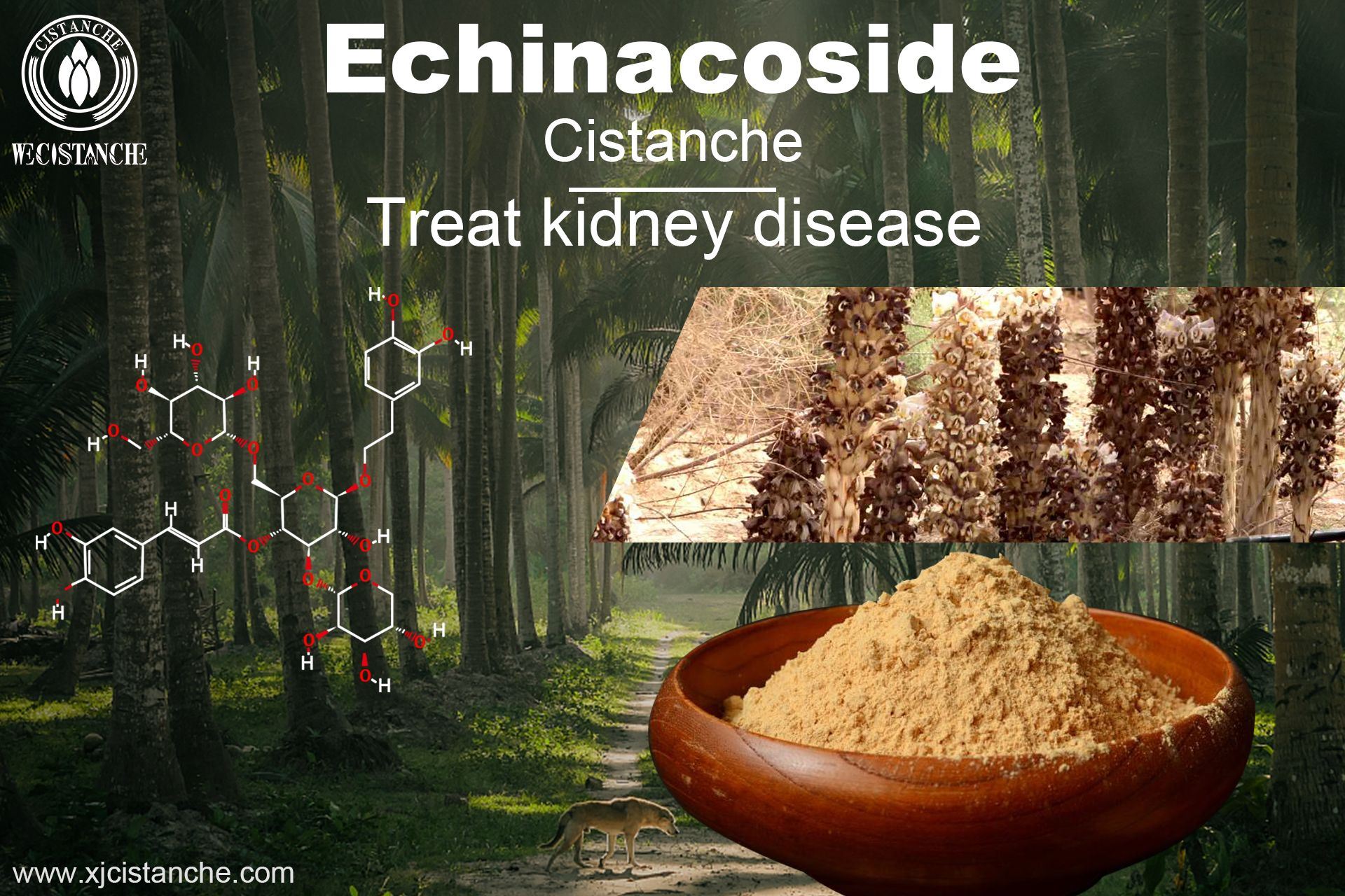 Echinacoside Can Treat kidney disease Echinacoside Can Treat kidney disease
