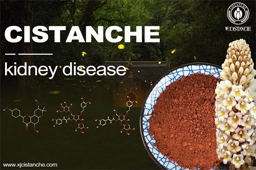 cistanche relieve kidney disease