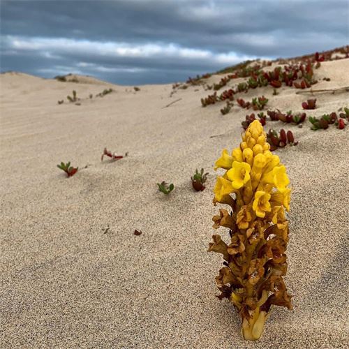 desertliving cistanche