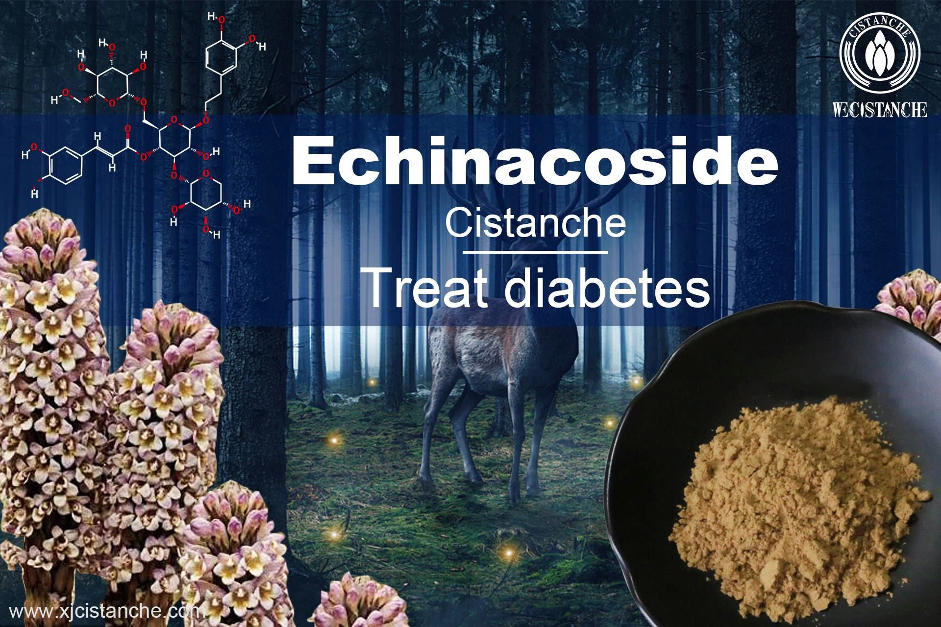 cistanche can treat diabetes cistanche can treat diabetes