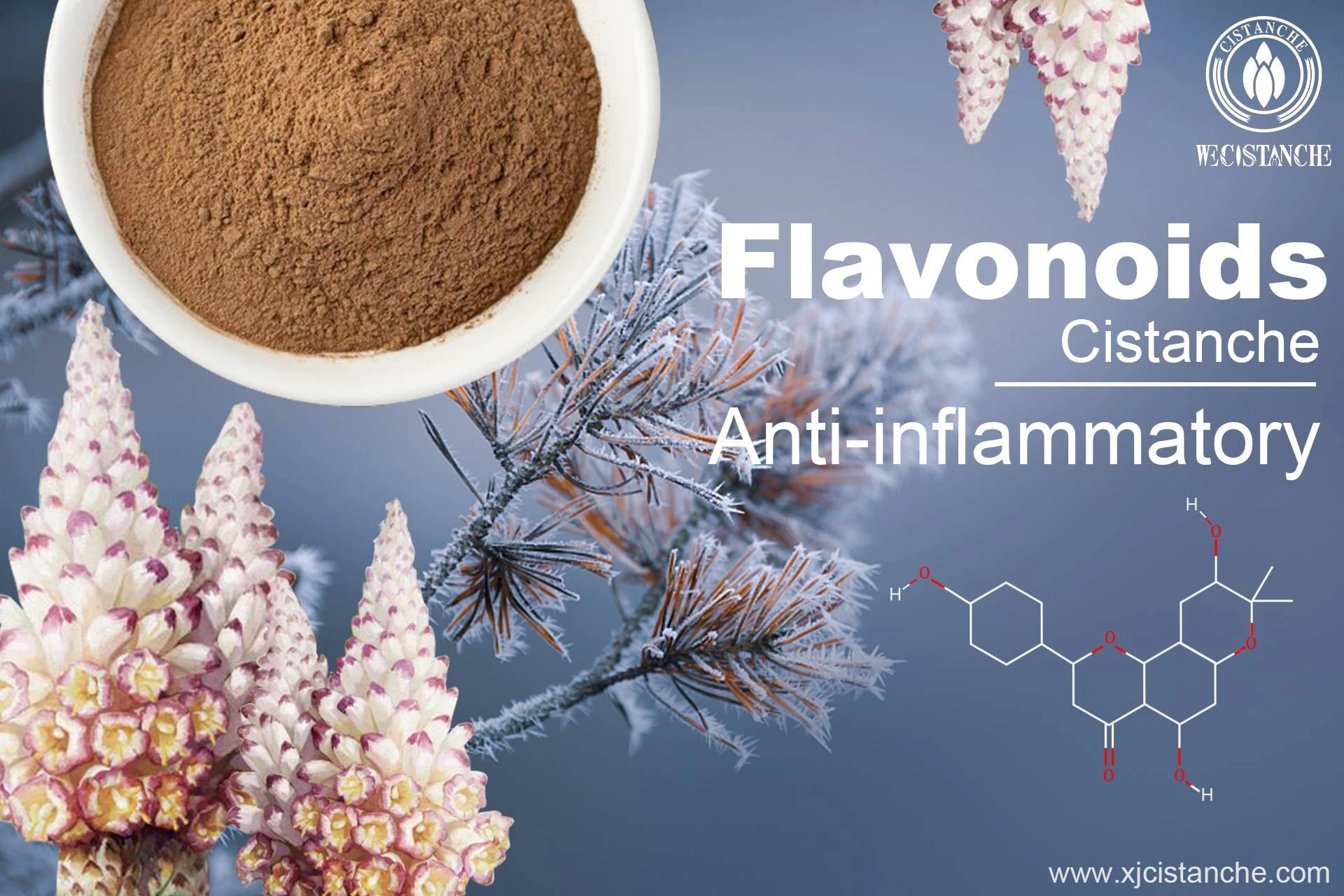 cistanche has anti-inflammatory effect cistanche has anti-inflammatory effect