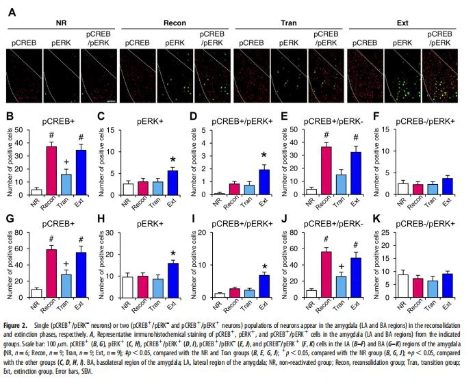 Single (pCREB1/pERK– neurons)