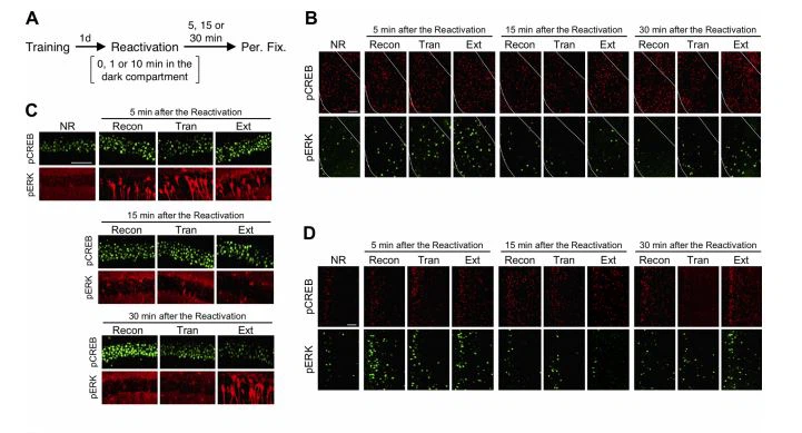 Time course analysis