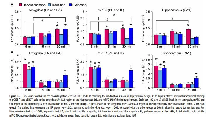  phosphorylation levels