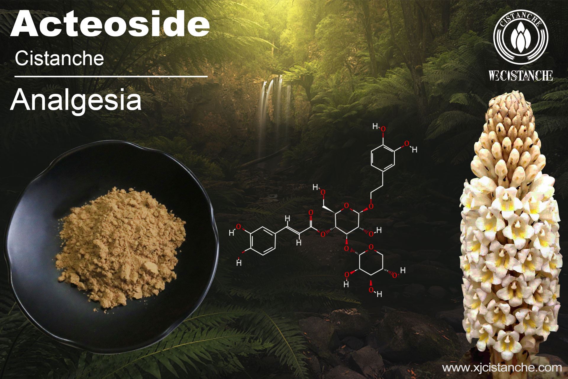 Acteoside of Cistanche Acteoside of Cistanche