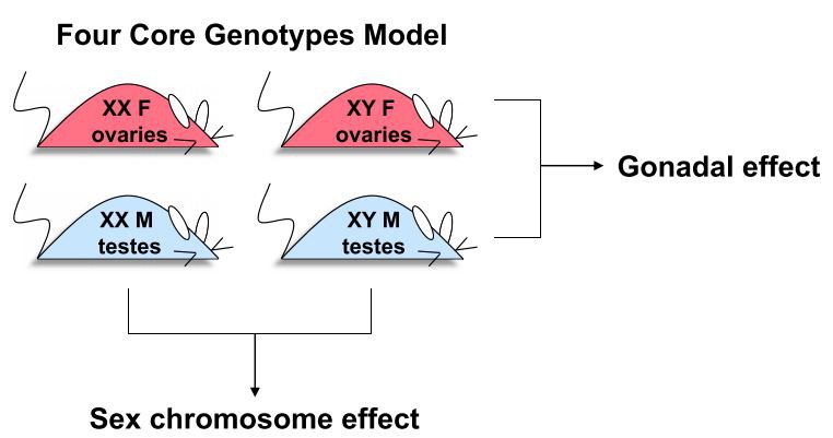 Figure 1: The Four Core Genotypes (FCG) mouse model. 