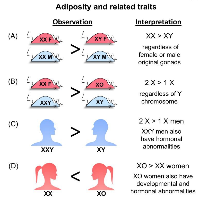 Figure 2: Summary of the influence of sex chromosome complement on adiposity and related traits in mice and humans. 