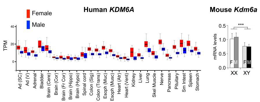 Figure 3: Sex differences in expression of a representative gene that escapes X chromosome inactivation in humans and mice.