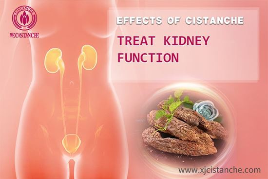 cistanche for kidney injury