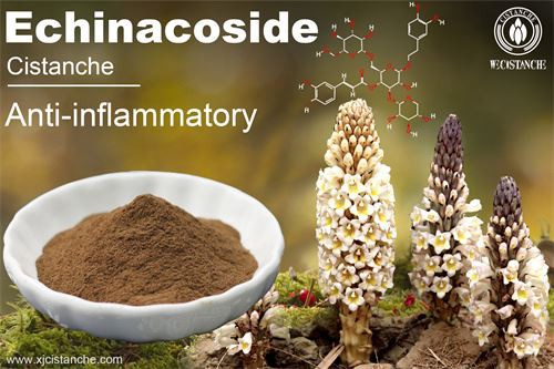 Phenylethanoid Glycosides in cistanche (2)
