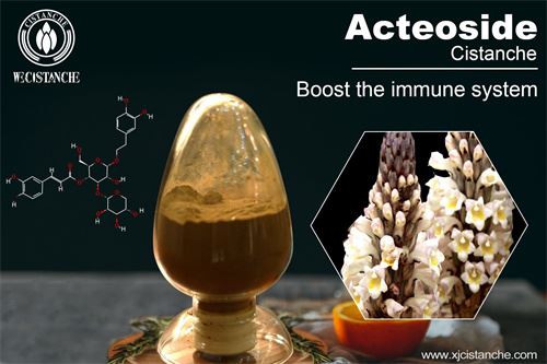 Cistanche deserticola improve immune system, click here to get the sample Cistanche deserticola improve immune system, click here to get the sample
