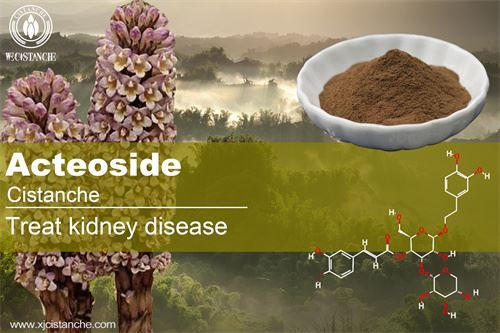 benefit of cistanche tubolosa extract:  treating kidney diseases