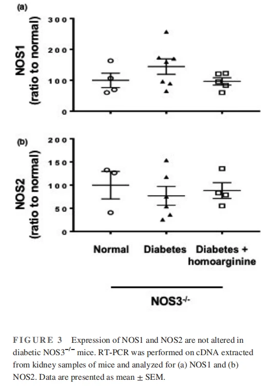 Expression of NOS1 and NOS2 are not altered in diabetic NOS3−/− mice. RT-PCR was performed on cDNA extracted from kidney samples of mice and analyzed for (a) NOS1 and (b) NOS2. Data are presented as mean ± SEM. Expression of NOS1 and NOS2 are not altered in diabetic NOS3−/− mice. RT-PCR was performed on cDNA extracted from kidney samples of mice and analyzed for (a) NOS1 and (b) NOS2. Data are presented as mean ± SEM.