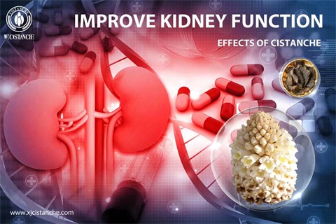 cistanche tubulosa extract benefits：improve kidney function 