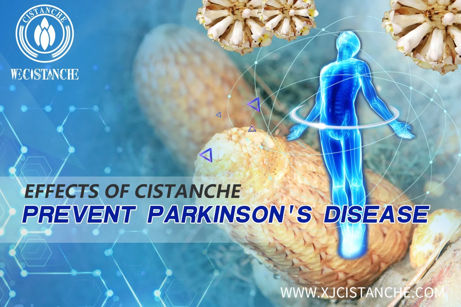 organic cistanche