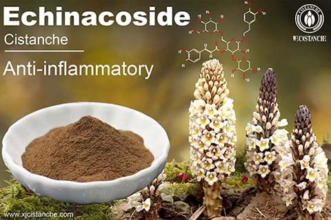 cistanche anti-aging research cistanche anti-aging research