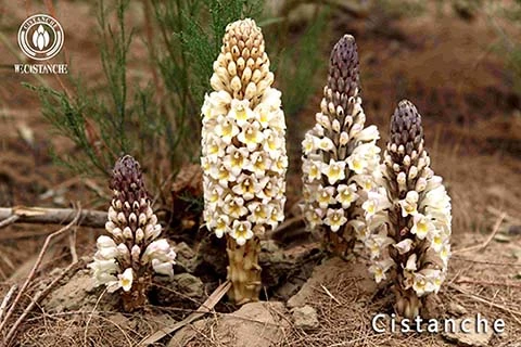 cistanche tubulosa