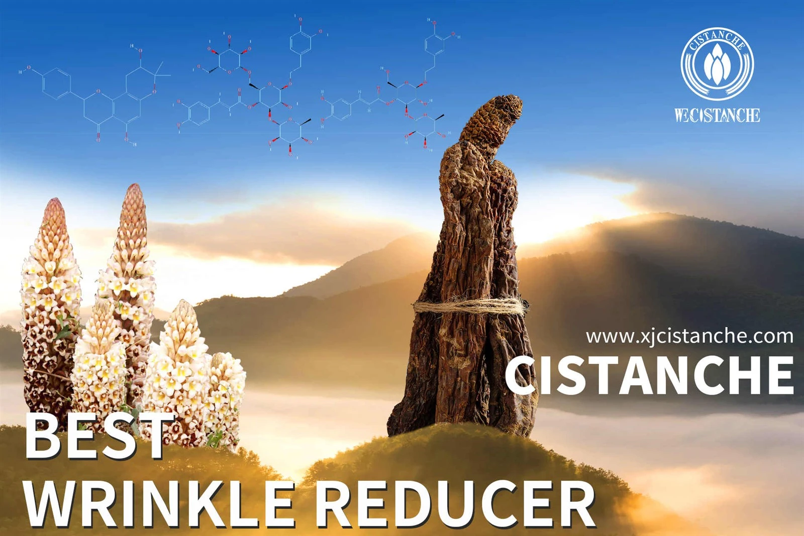 cistanche tubulosa adalah cistanche tubulosa adalah