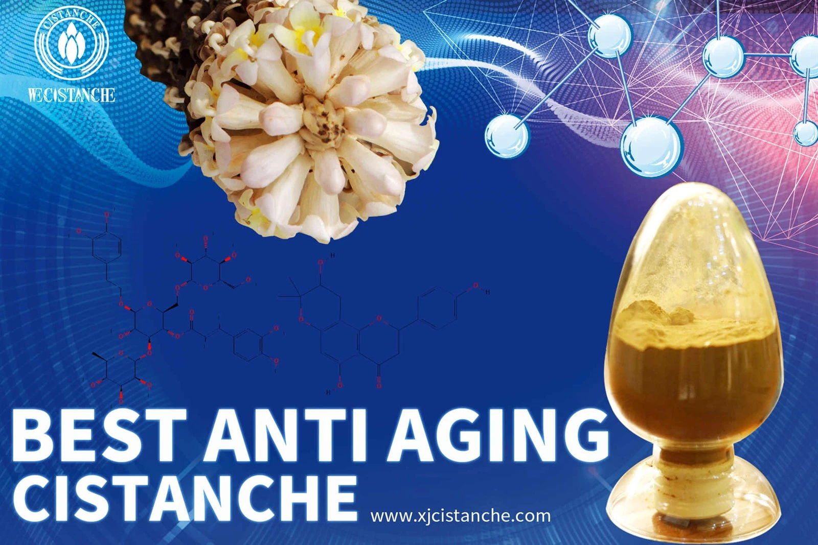 cistanche tubulosa supplement cistanche tubulosa supplement