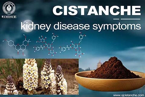 Cistanche-kidney disease symptoms-4(76) Cistanche-kidney disease symptoms-4(76)