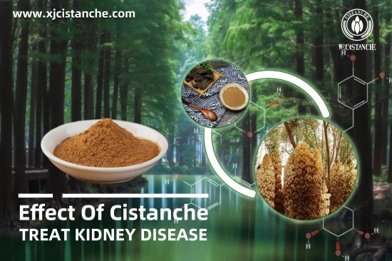 25% Echinacoside Cistanche For Improve Kidney 25% Echinacoside Cistanche For Improve Kidney