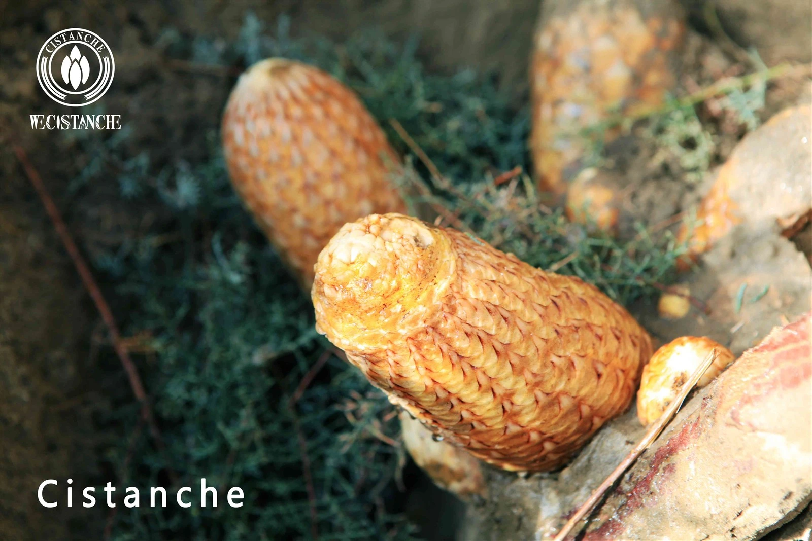 cistanche tubulosa cistanche tubulosa