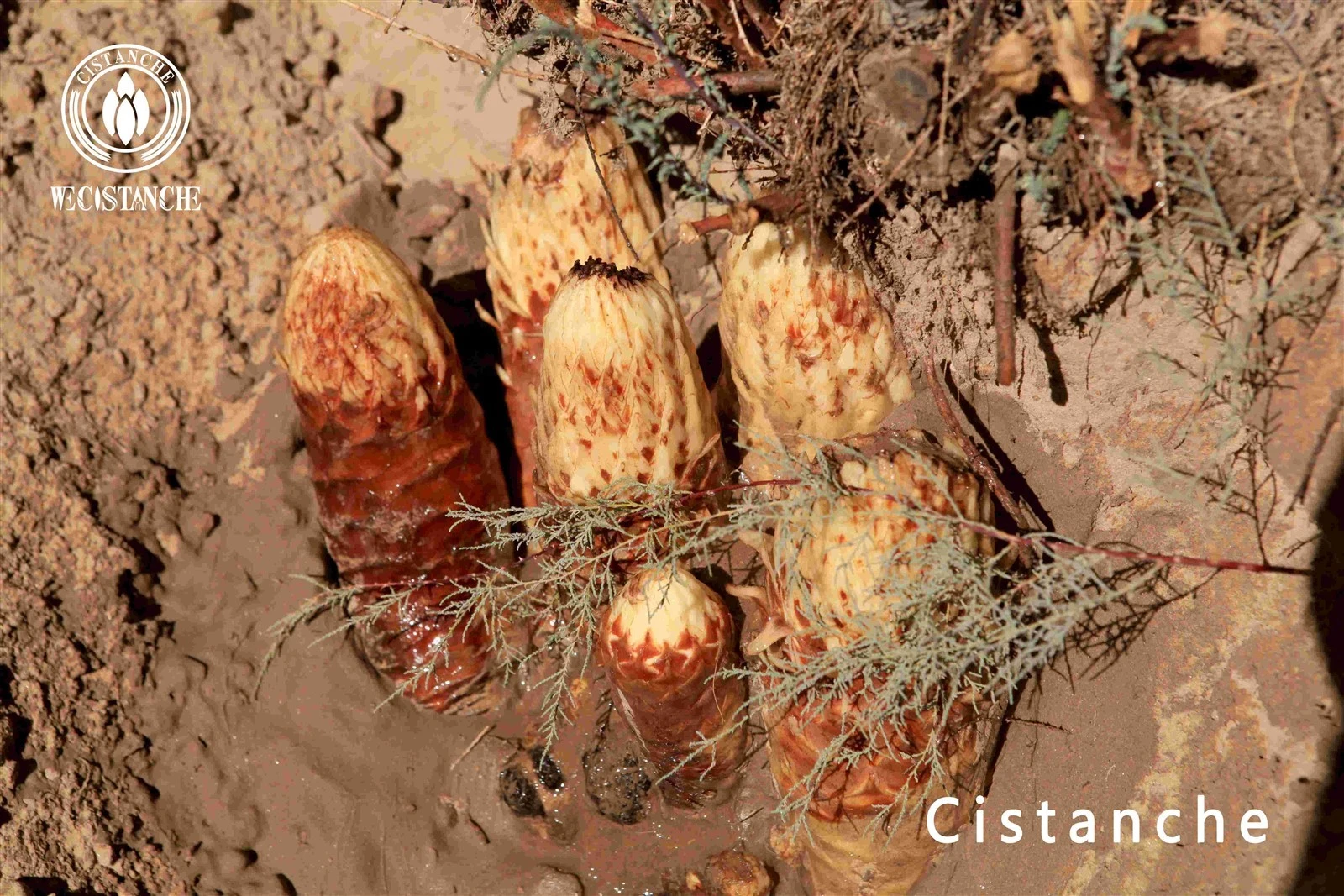 cistanche tubulosa traditional herbal medicine