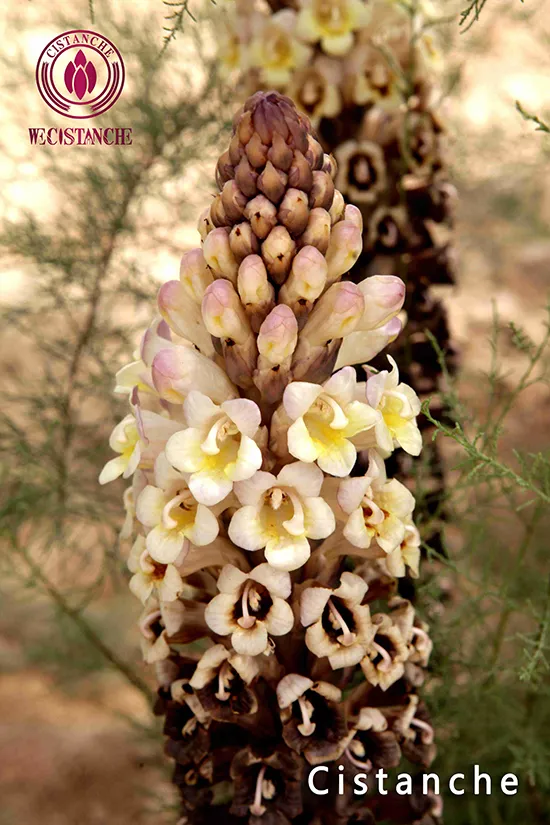 benefits of cistanche tubulosa
