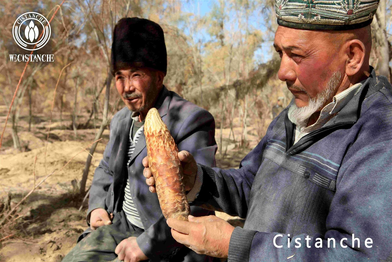 cistanche tubulosa for enhancing fitness and beauty cistanche tubulosa for enhancing fitness and beauty