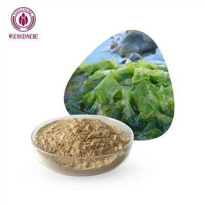 Pó de extrato de algas marinhas