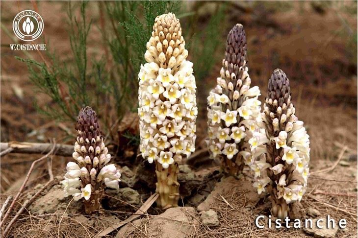 Apresentando as maravilhas de Cistanche: um remédio natural para múltiplos preocupações com a saúde