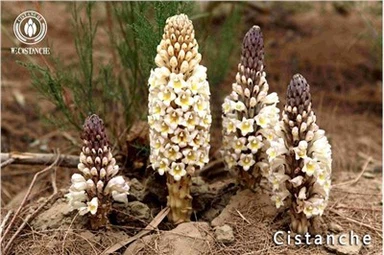 Cistanche Tubulosa Materiais Raiz Cistanche Caule Cistanche Extrato de Cistanche