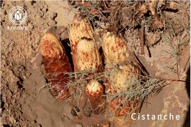 Cistanche Benefício Cistanche Efeitos Cistanche Efeitos Colaterais Uso Cistanche Dosagem Cistanche